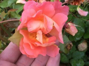Rosa 'Westerland'