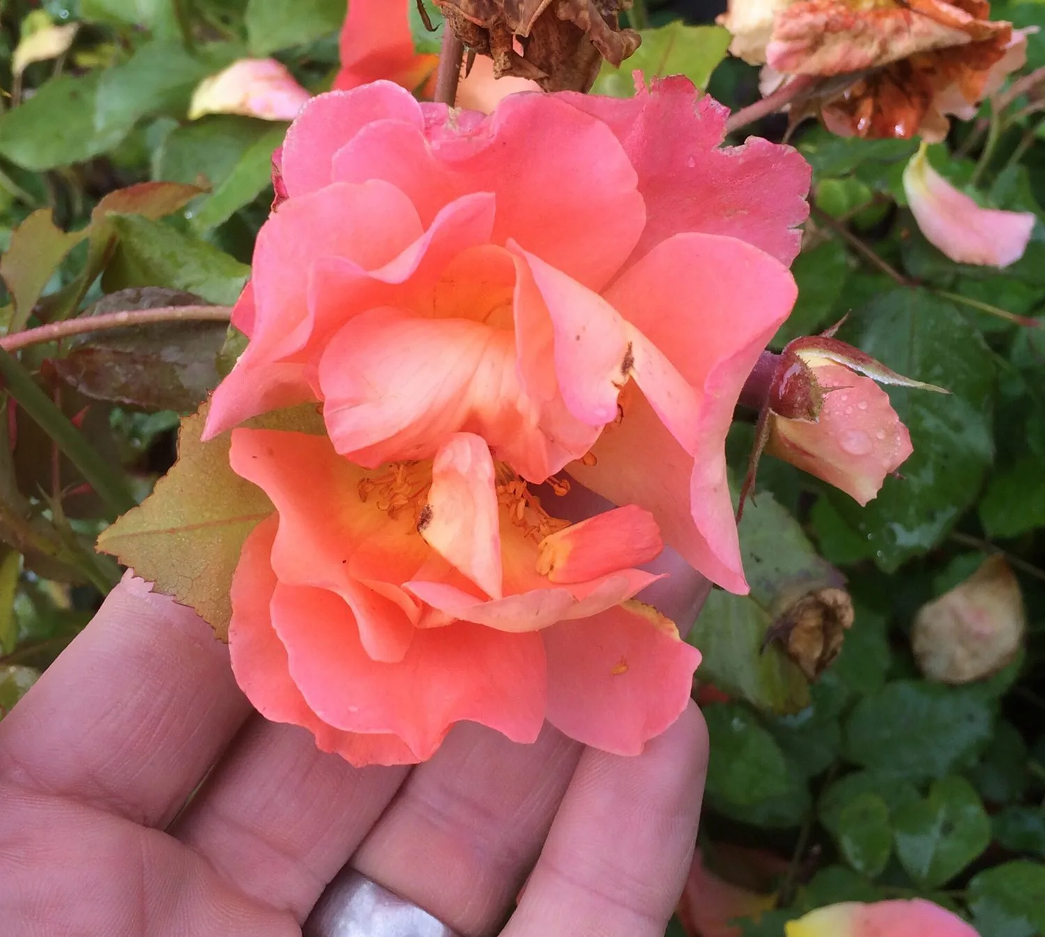 Rosa 'Westerland'