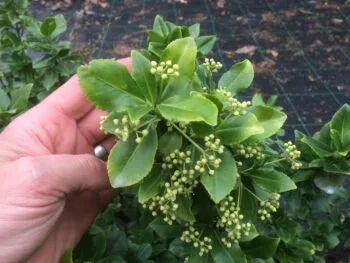 Euonymus fortunei 'Sarcoxie'