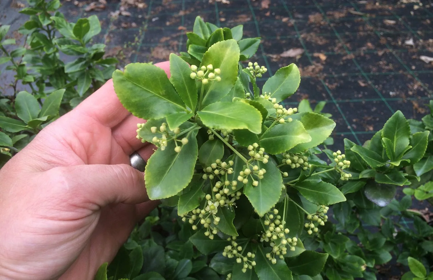 Euonymus fortunei 'Sarcoxie'