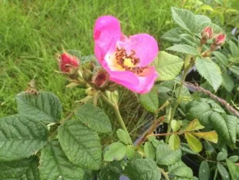 Rosa 'Max Graf'