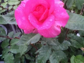Rosa 'Dornröschen'