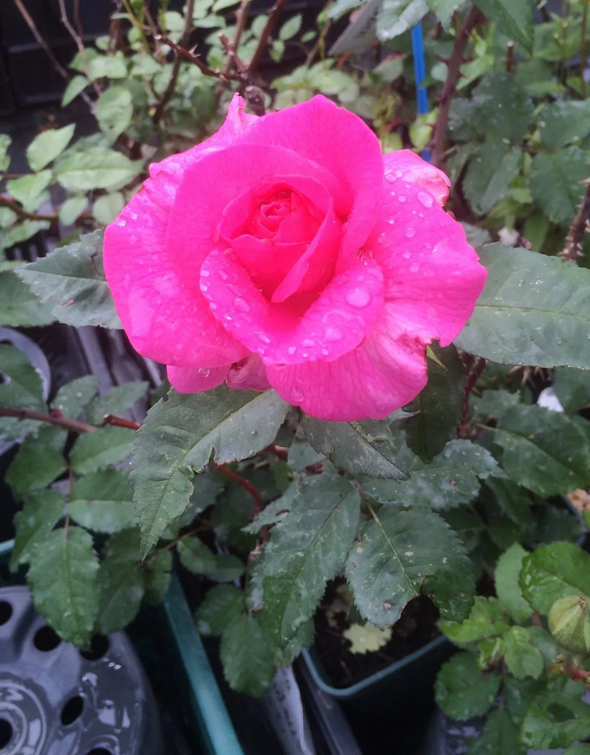 Rosa 'Dornröschen'