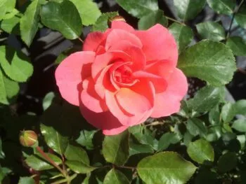 Rosa 'Fredensborg'