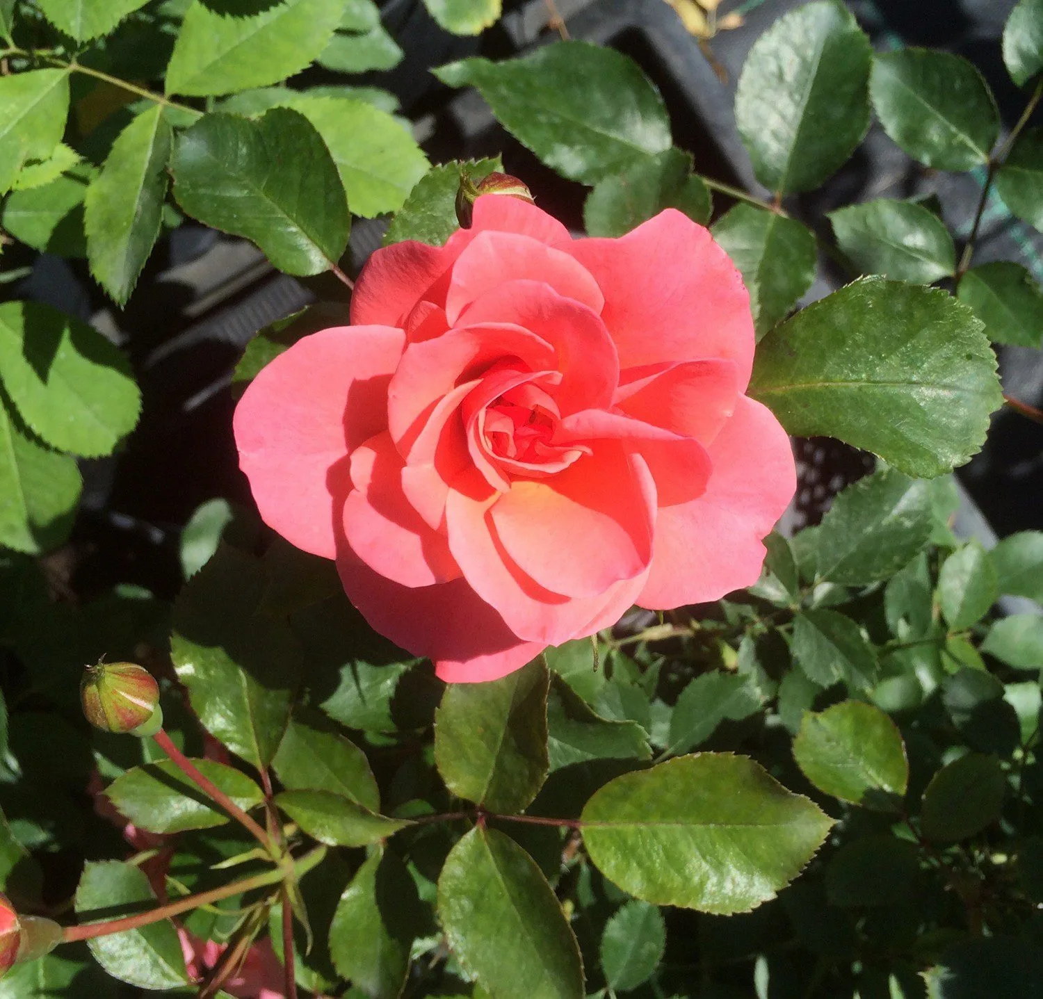 Rosa 'Fredensborg'