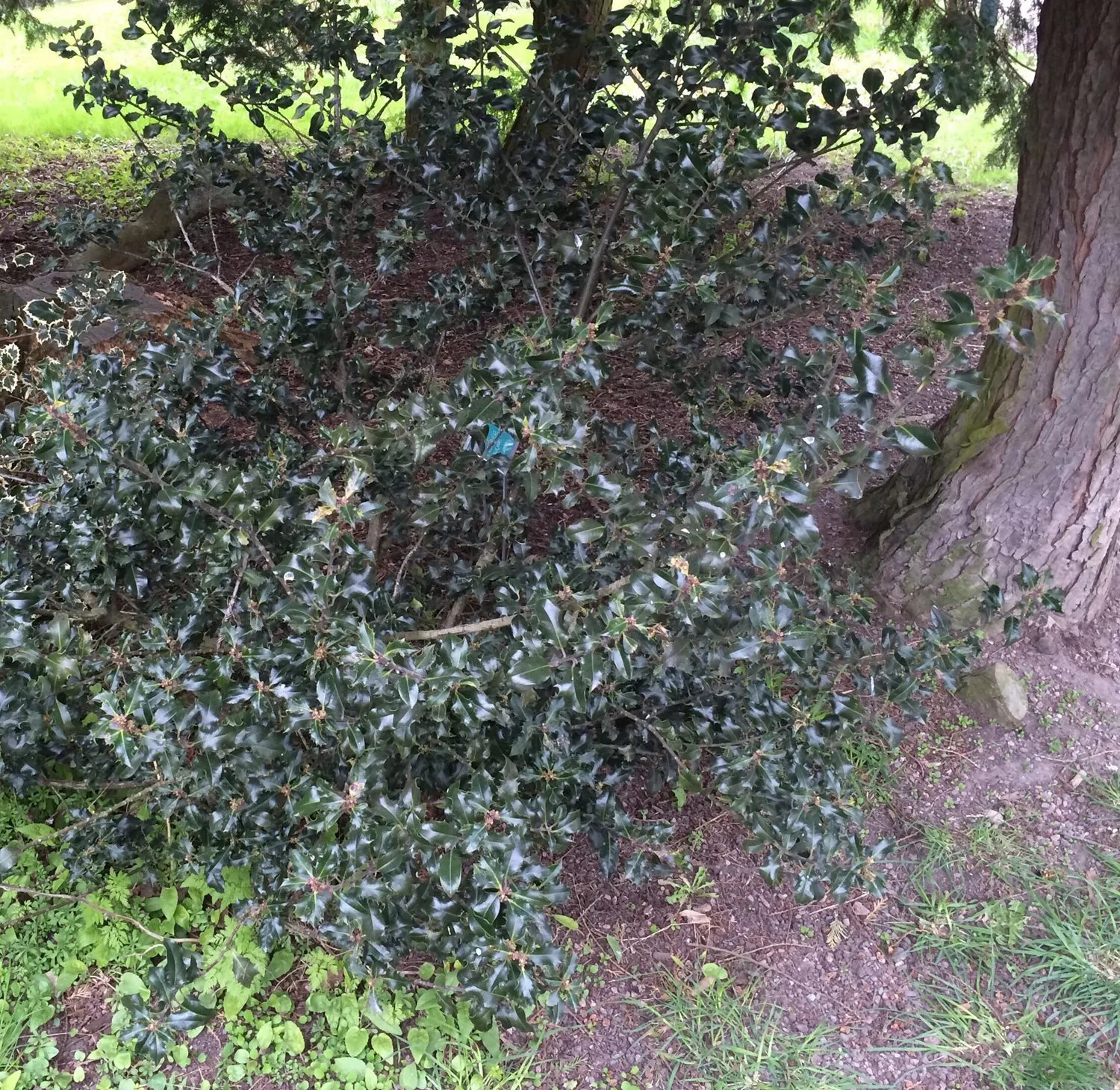 Ilex aquifolium 'Blue Angel' - Image 2