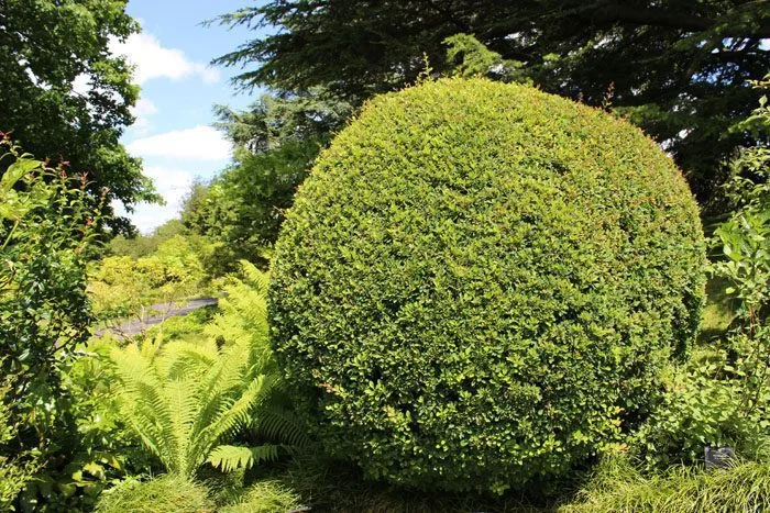 Berberis thunbergii