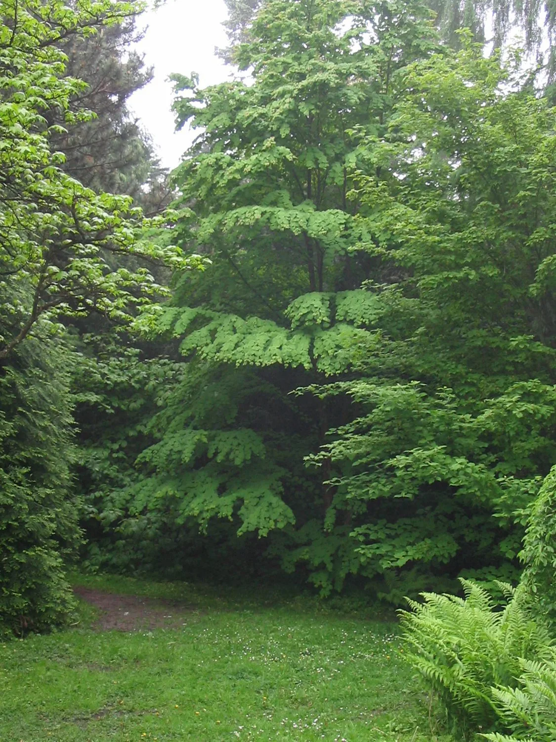 Cercidiphyllum japonicum - Image 2