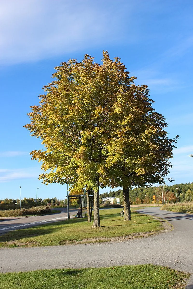 Aesculus hippocastanum - Image 4