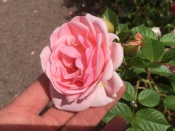 Rosa 'Astrid Lindgren'