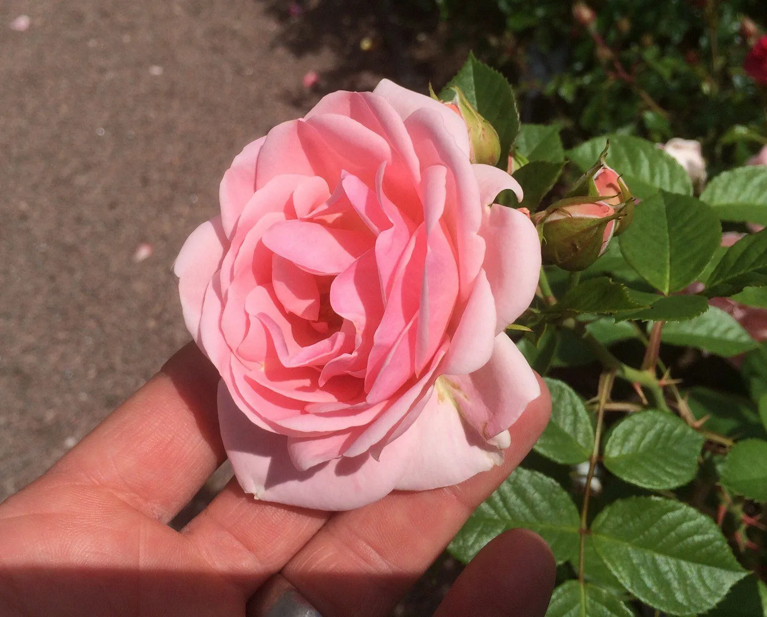 Rosa 'Astrid Lindgren'