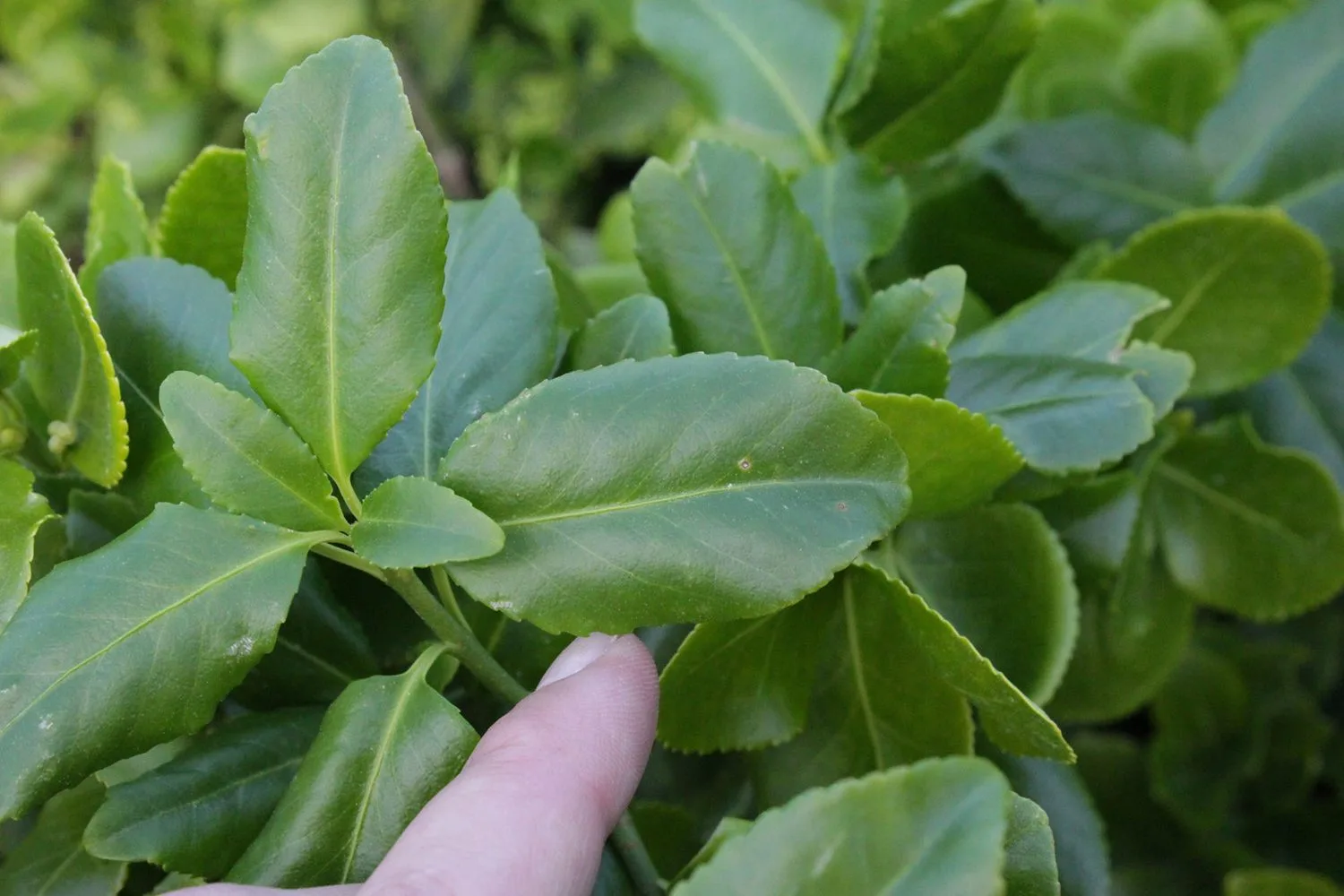 Euonymus fortunei 'Vegetus' - Image 2
