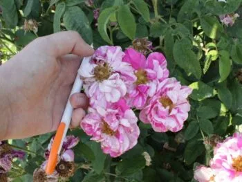 Rosa 'Rosa Mundi'