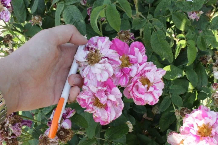 Rosa 'Rosa Mundi'
