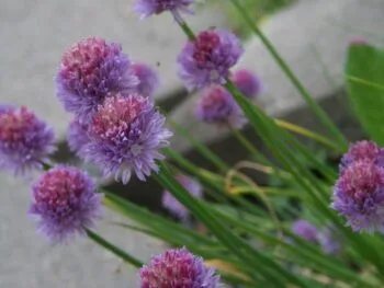 Allium schoenoprasum