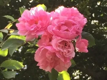 Rosa 'John Davis'