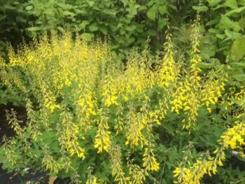 Cytisus nigricans 'Cyni'