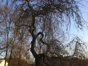 Fraxinus excelsior 'Pendula'