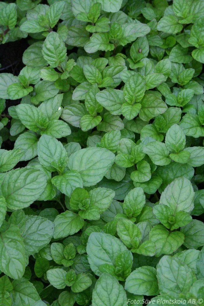 Mentha x piperita
