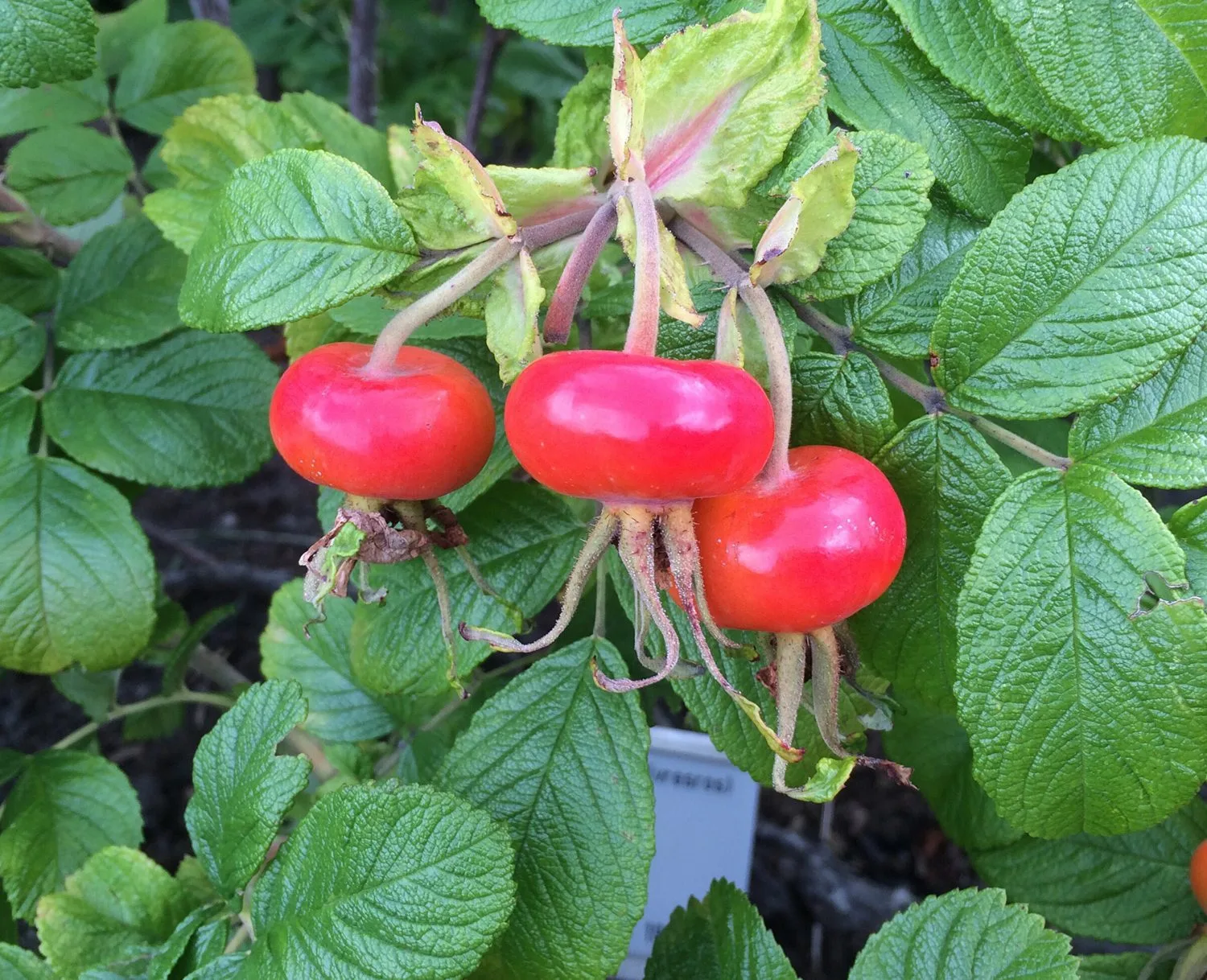 Rosa 'Hansa' - Image 2