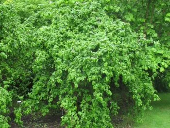 Corylus avellana 'Contorta'