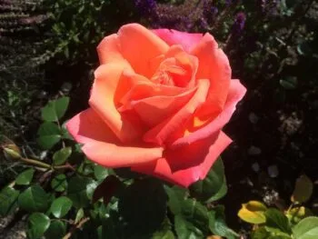 Rosa 'Troika'