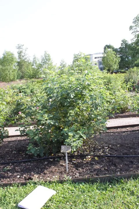 Rosa 'Celestial' - Image 2