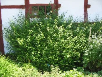 Kalmia latifolia