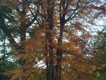 Fagus sylvatica fk Gottåsa E