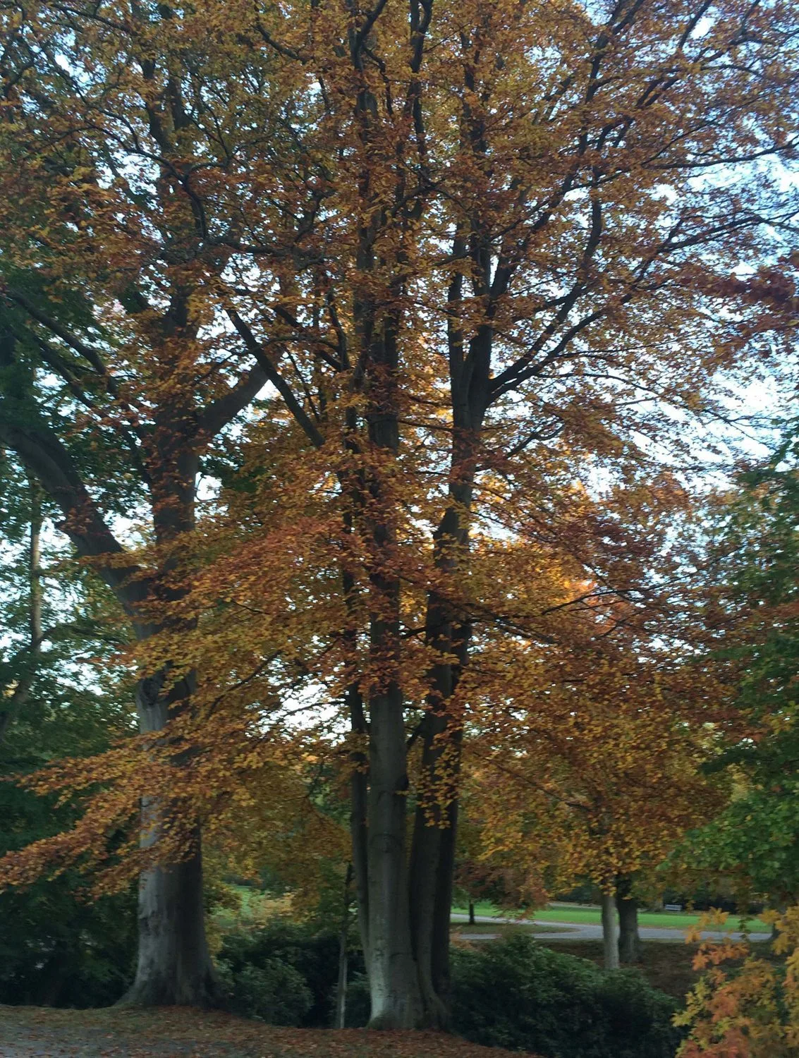 Fagus sylvatica fk Gottåsa E