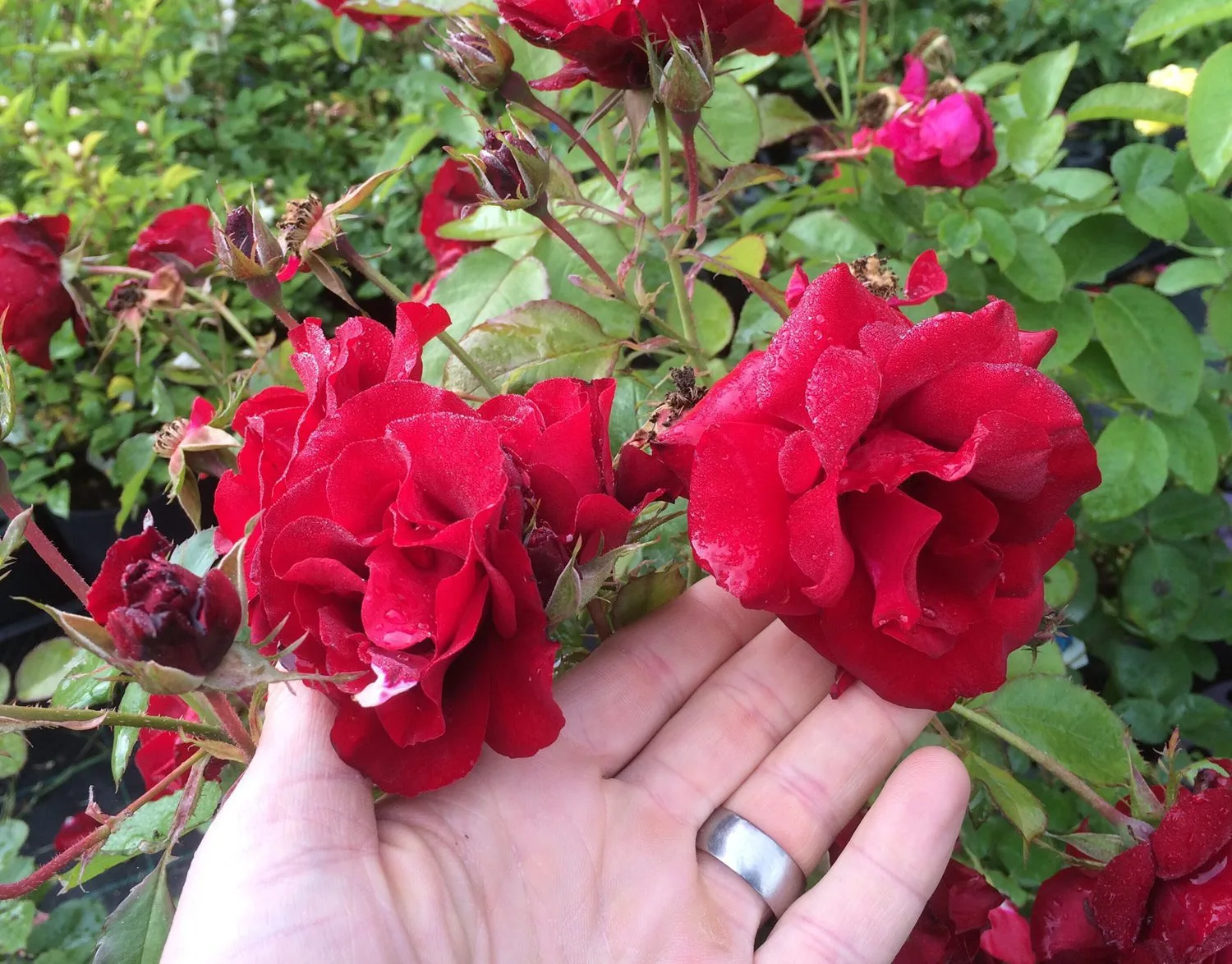 Rosa 'Hansaland'
