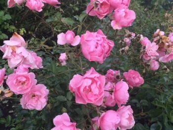 Rosa 'Sommerwind'