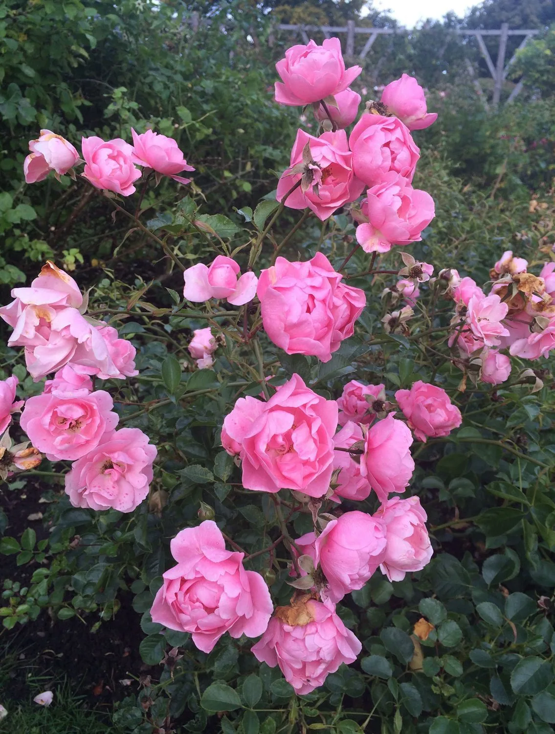 Rosa 'Sommerwind'