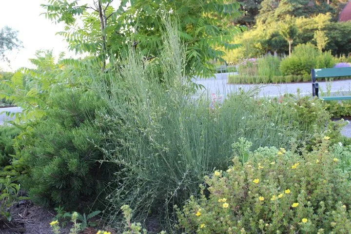 Cytisus purgans - Image 4