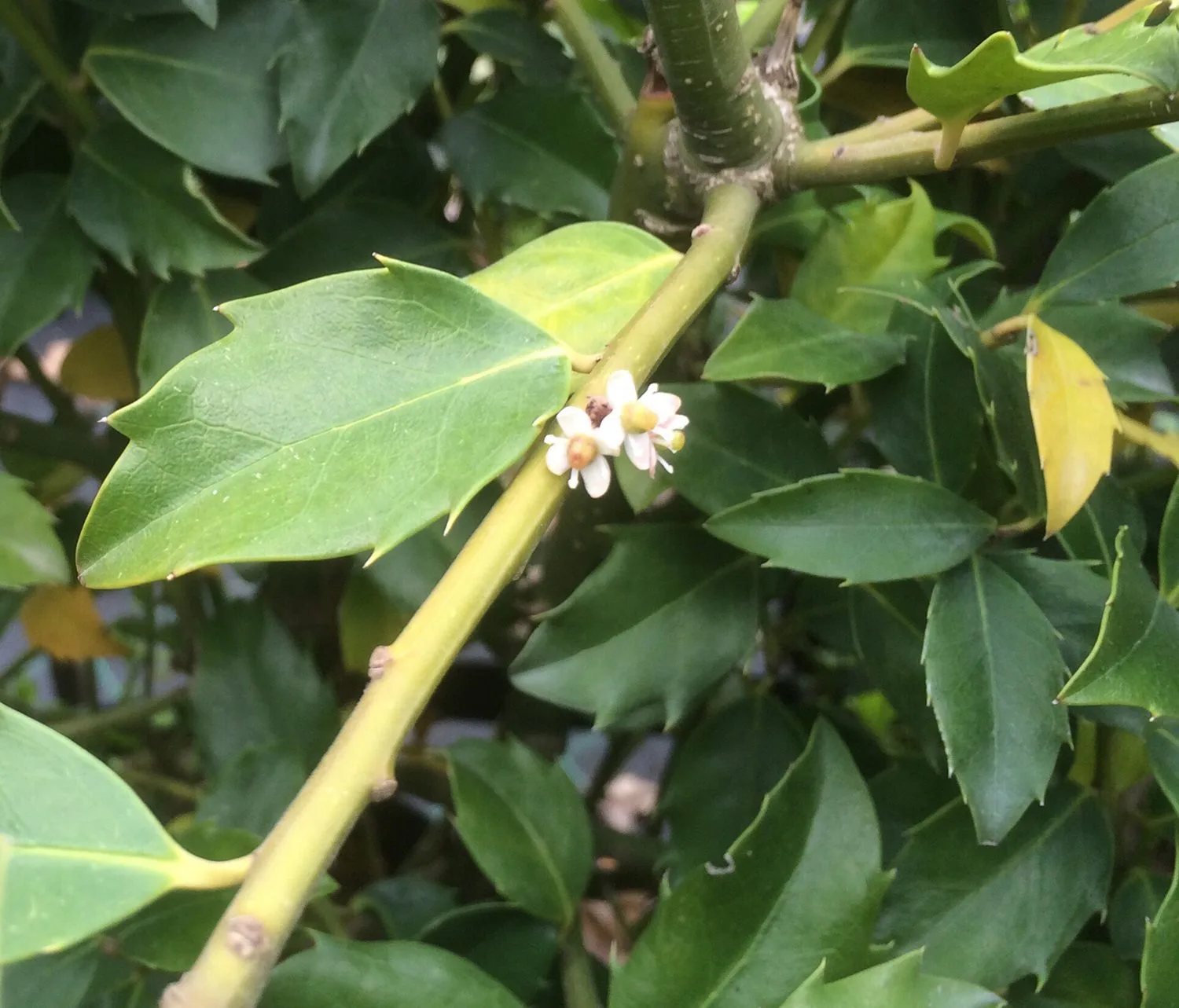 Ilex aquifolium 'Blue Maid' - Image 3