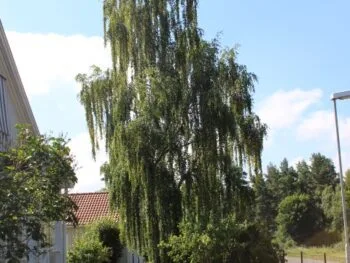 Betula pendula 'Tristis'