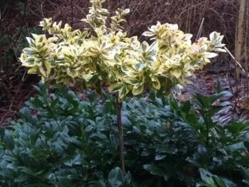 Euonymus fortunei 'Emerald n' Gold'