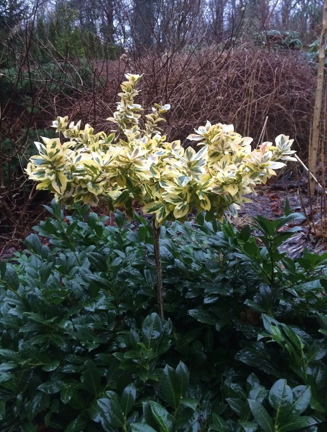 Euonymus fortunei 'Emerald n' Gold'