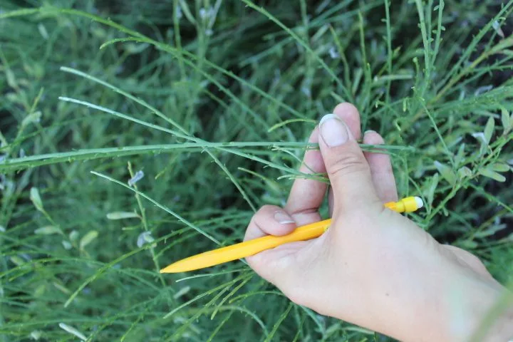 Cytisus purgans - Image 3