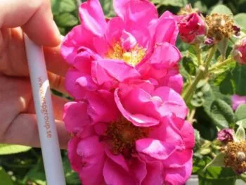 Rosa 'Officinalis'