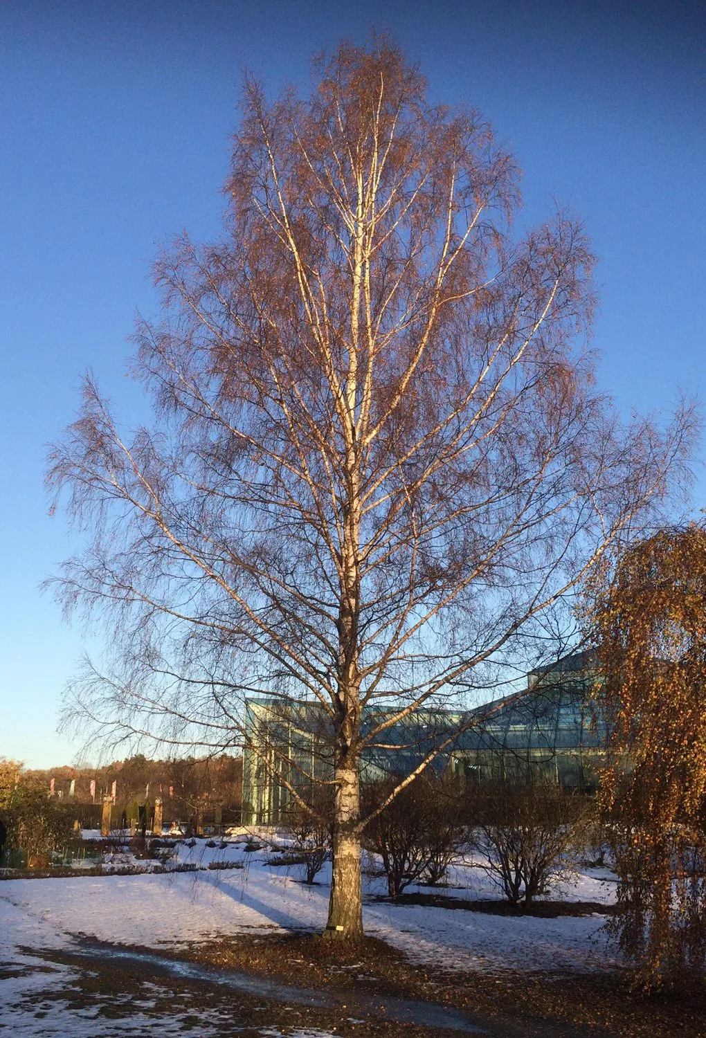 Betula pendula 'Dalecarlica' E - Image 3