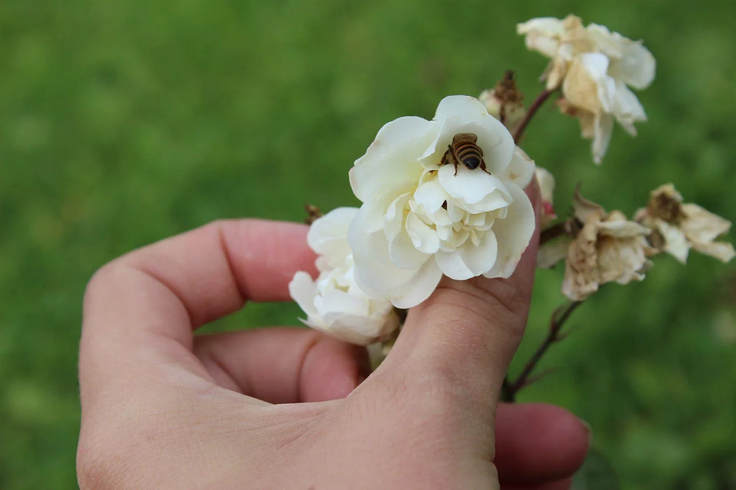 Rosa 'Katharina Zeimet' - Image 2
