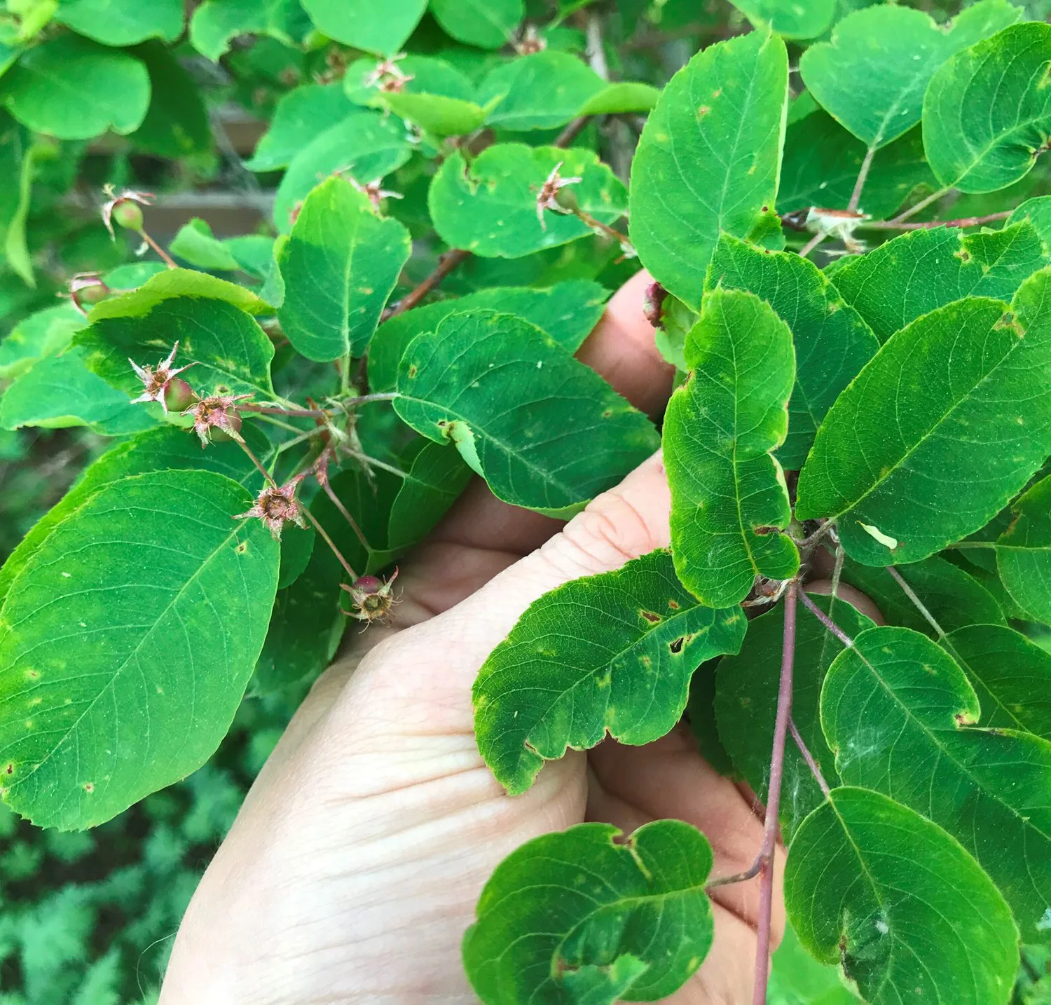 Amelanchier laevis fk Bäcklösa E - Image 3