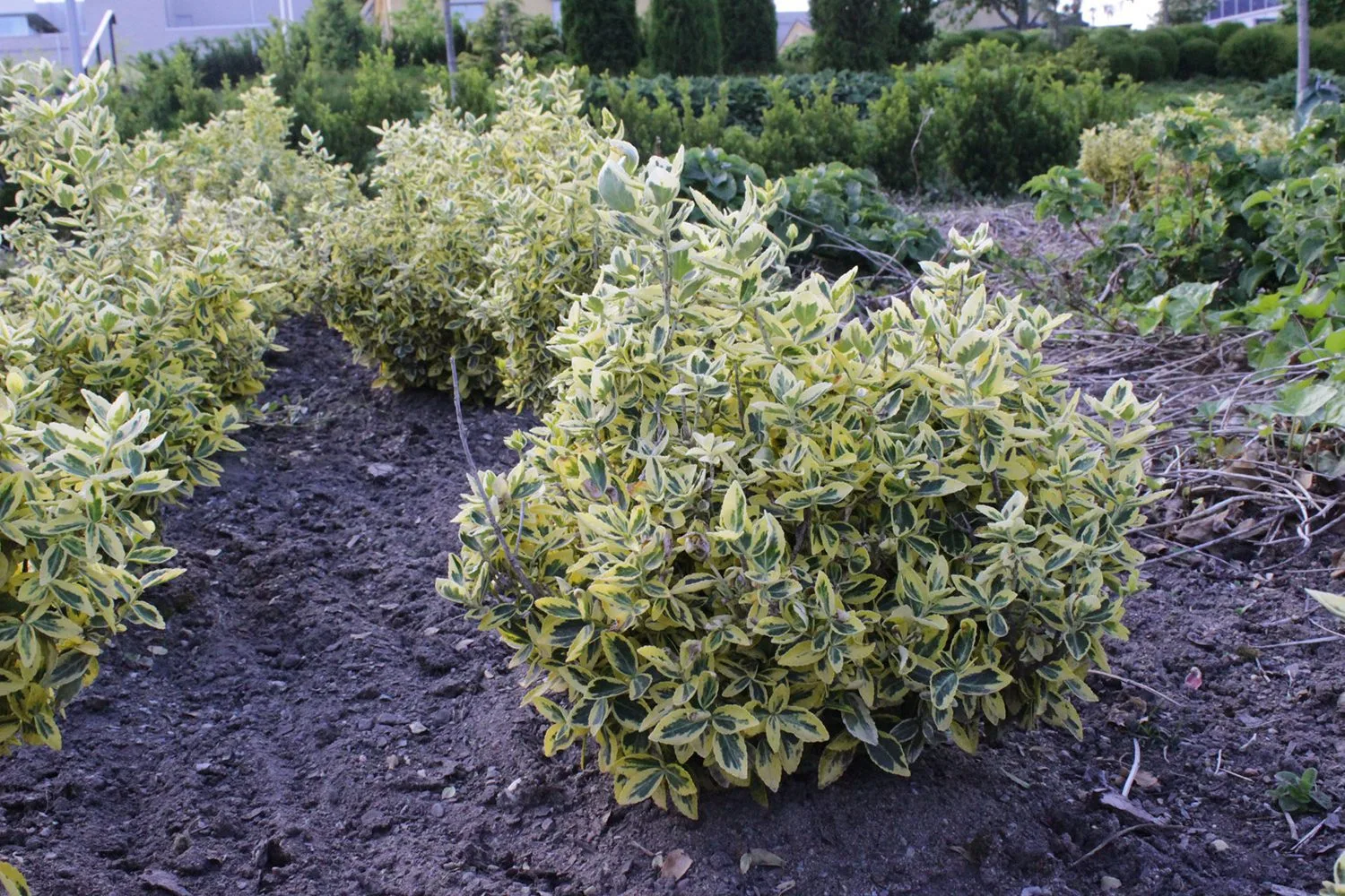 Euonymus fortunei 'Emerald n' Gold' - Image 2