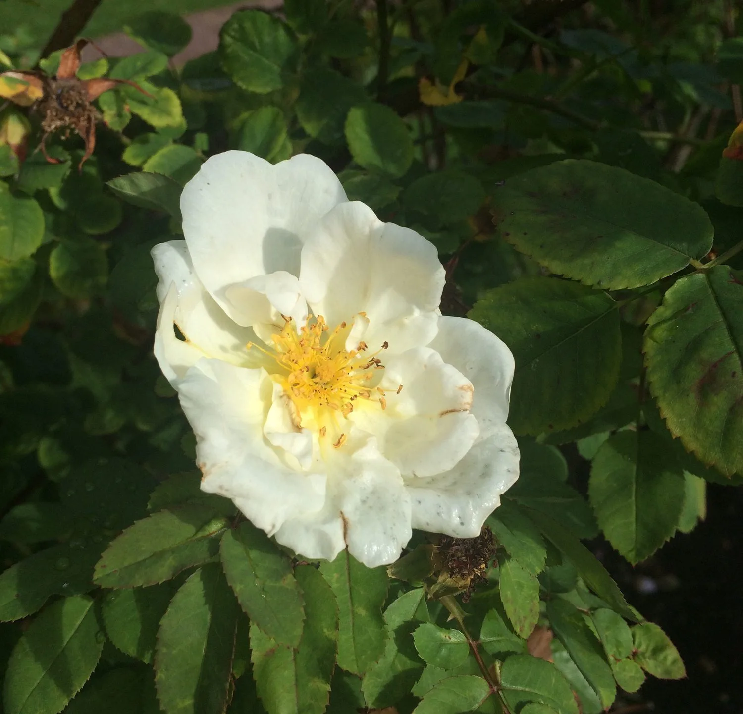 Rosa 'Nevada'