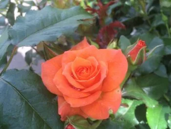 Rosa 'Gavnö'