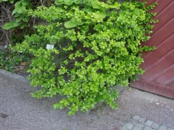 Euonymus fortunei 'Vegetus'