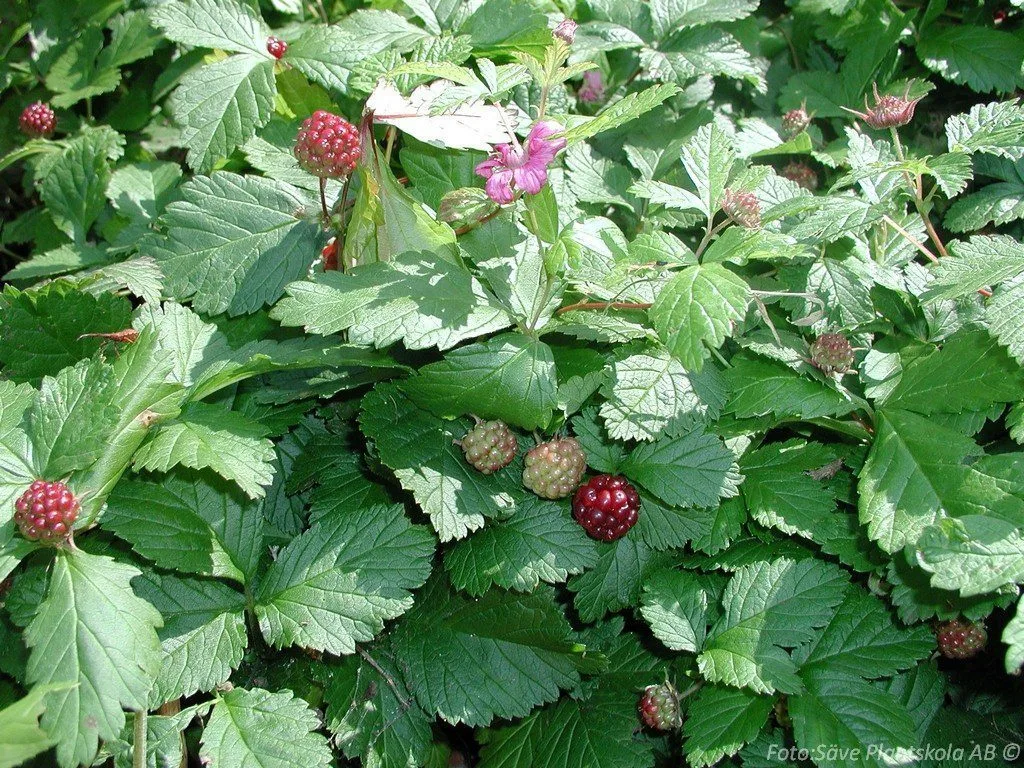 Rubus x stellarcticus 'Beata'