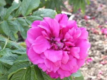 Rosa 'Hansa'