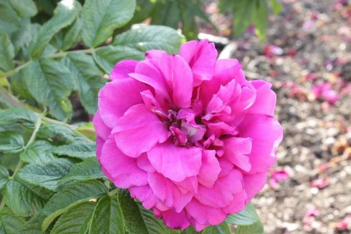 Rosa 'Hansa'
